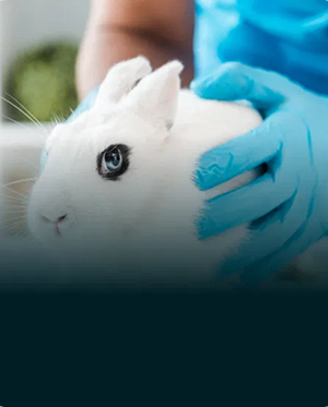 Les tests sur les animaux pour les produits de nettoyage sont encore <strong>légaux dans l’UE</strong>
